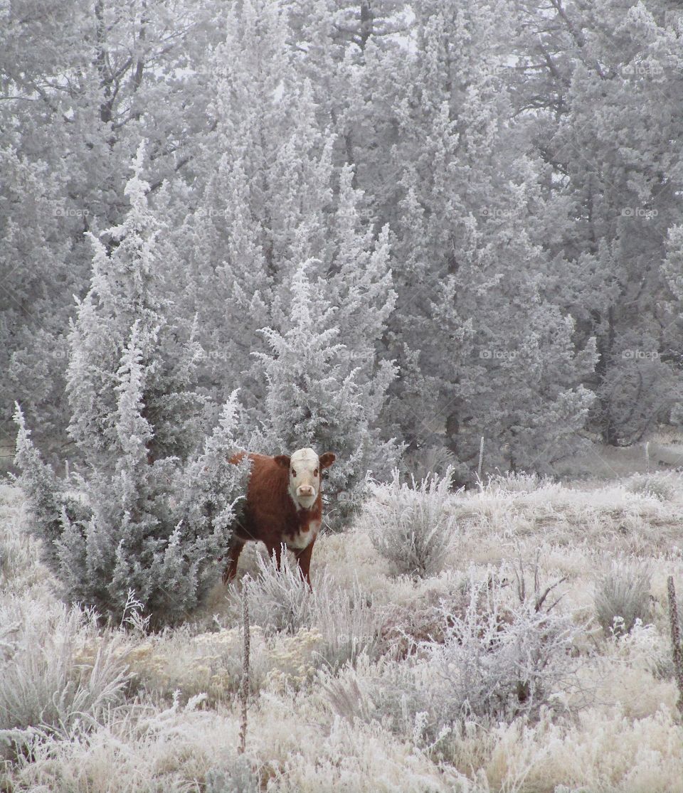 A cow in the cold winter morning frost on the ground, bushes, and juniper trees in Central Oregon. 