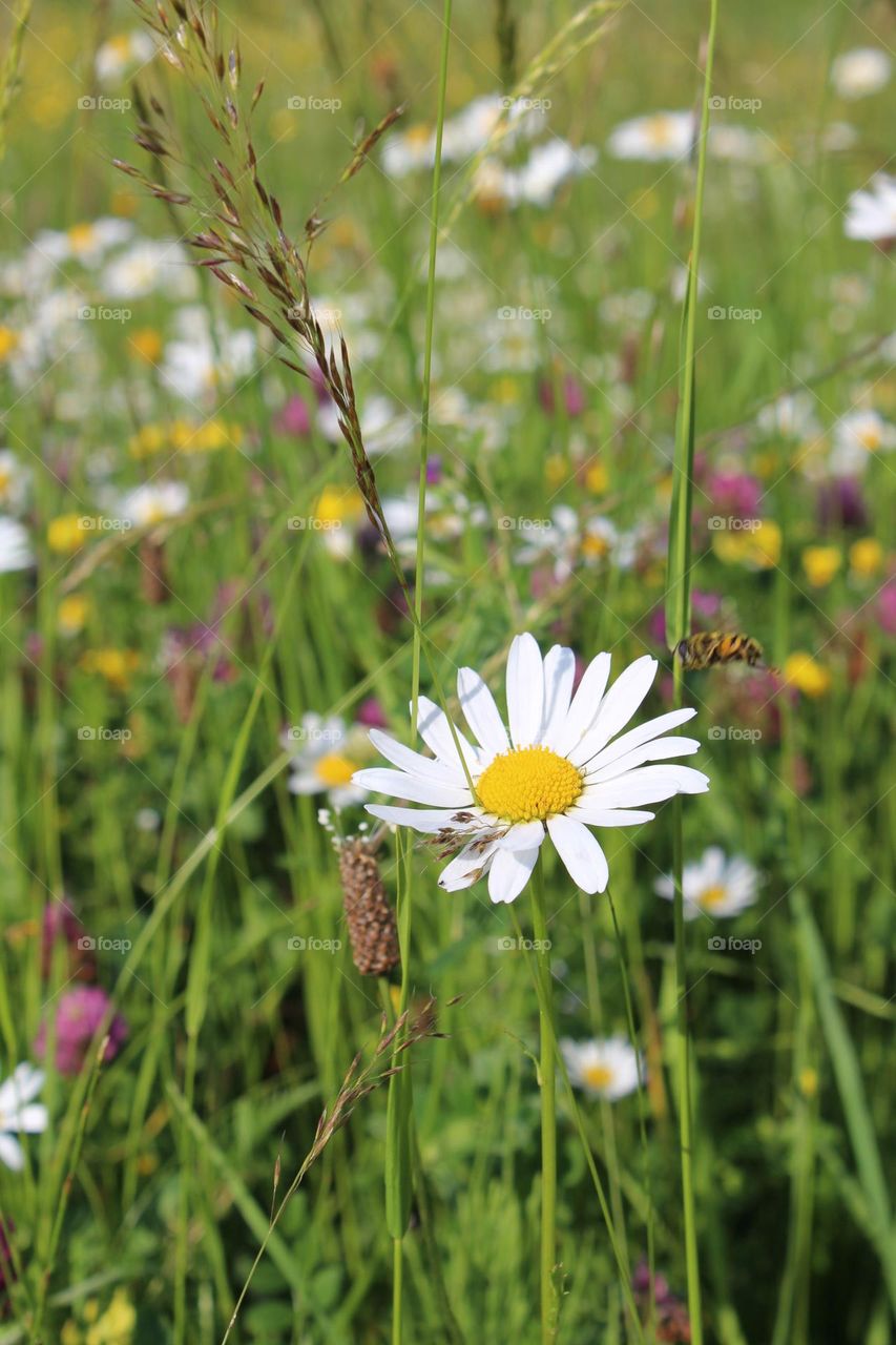 A daisy and a bee among wild flower meadows in the Carpathian mountains