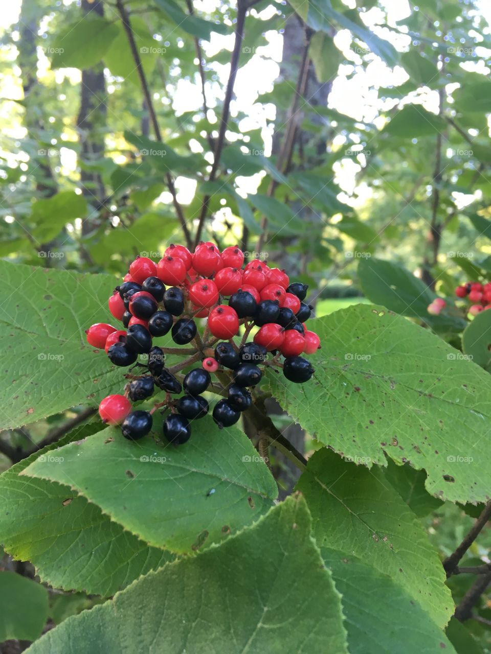 unknown and unusual plant, maybe it's berries?