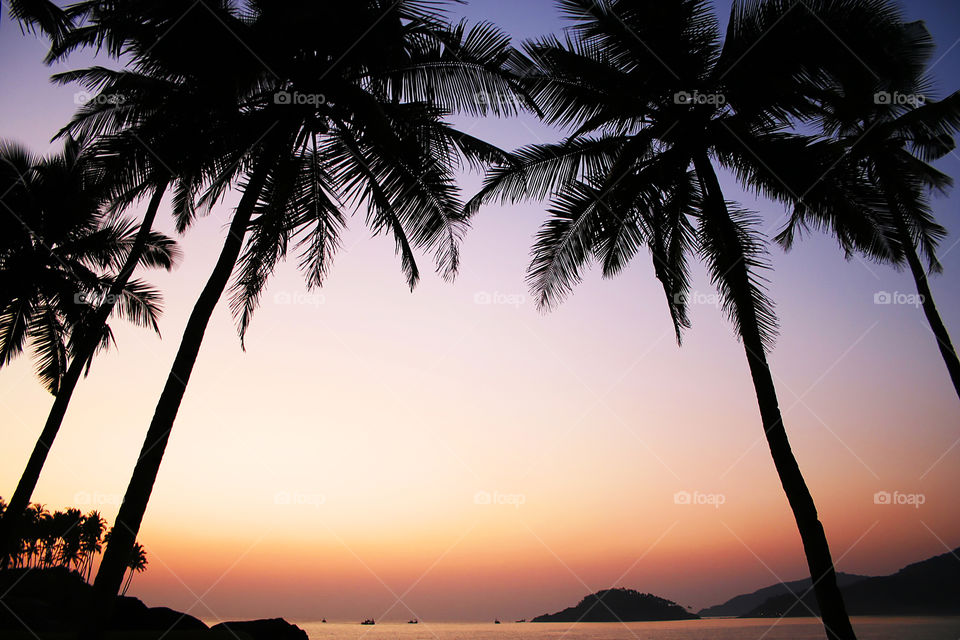 Sunset through palm trees