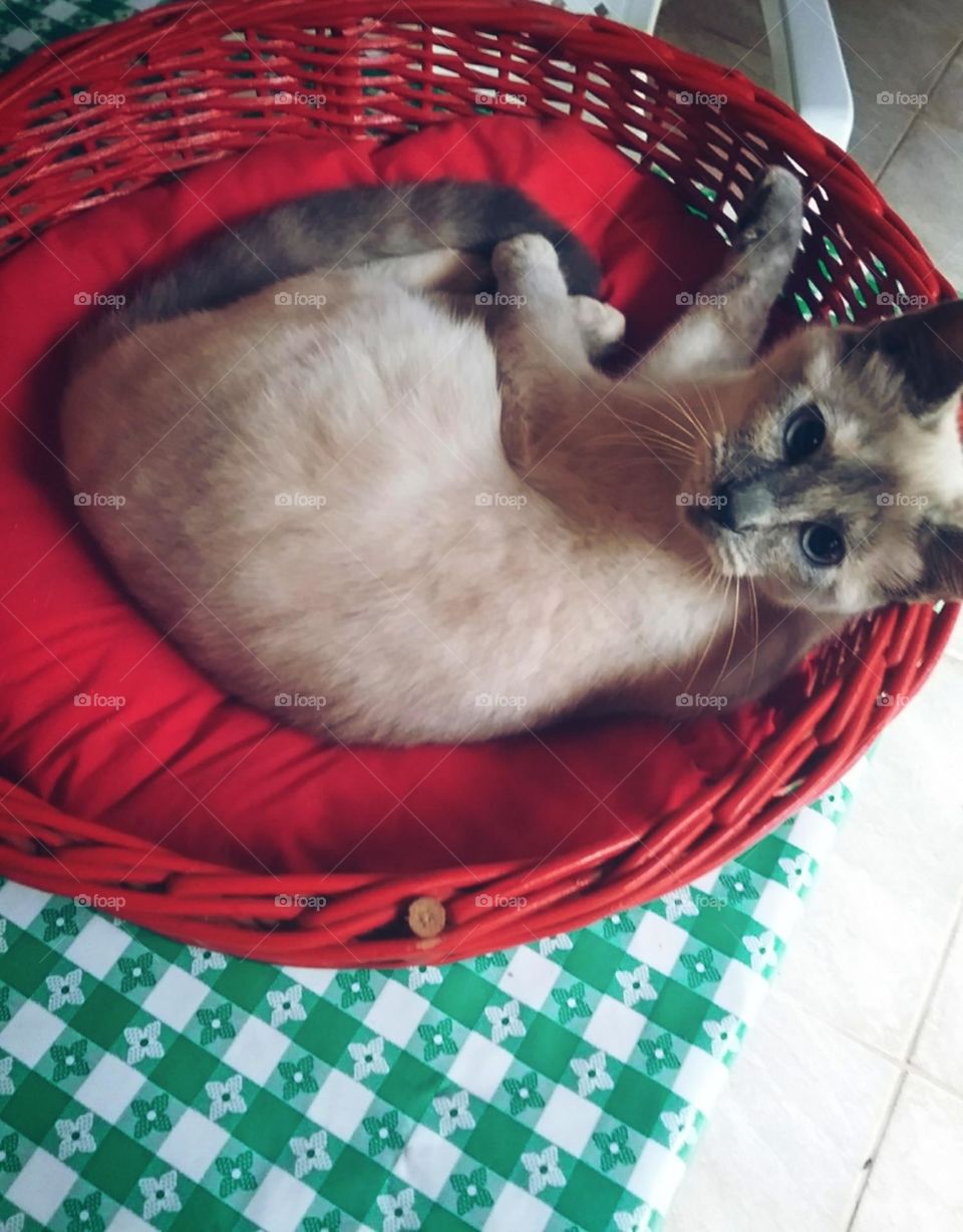 Happy in your little red bed..