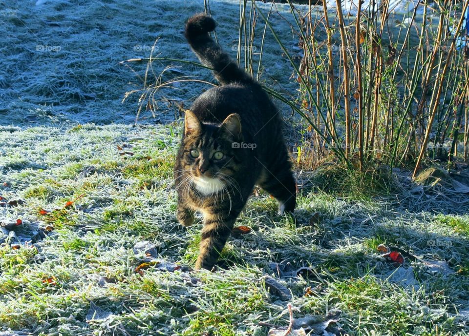 Cold cat walking