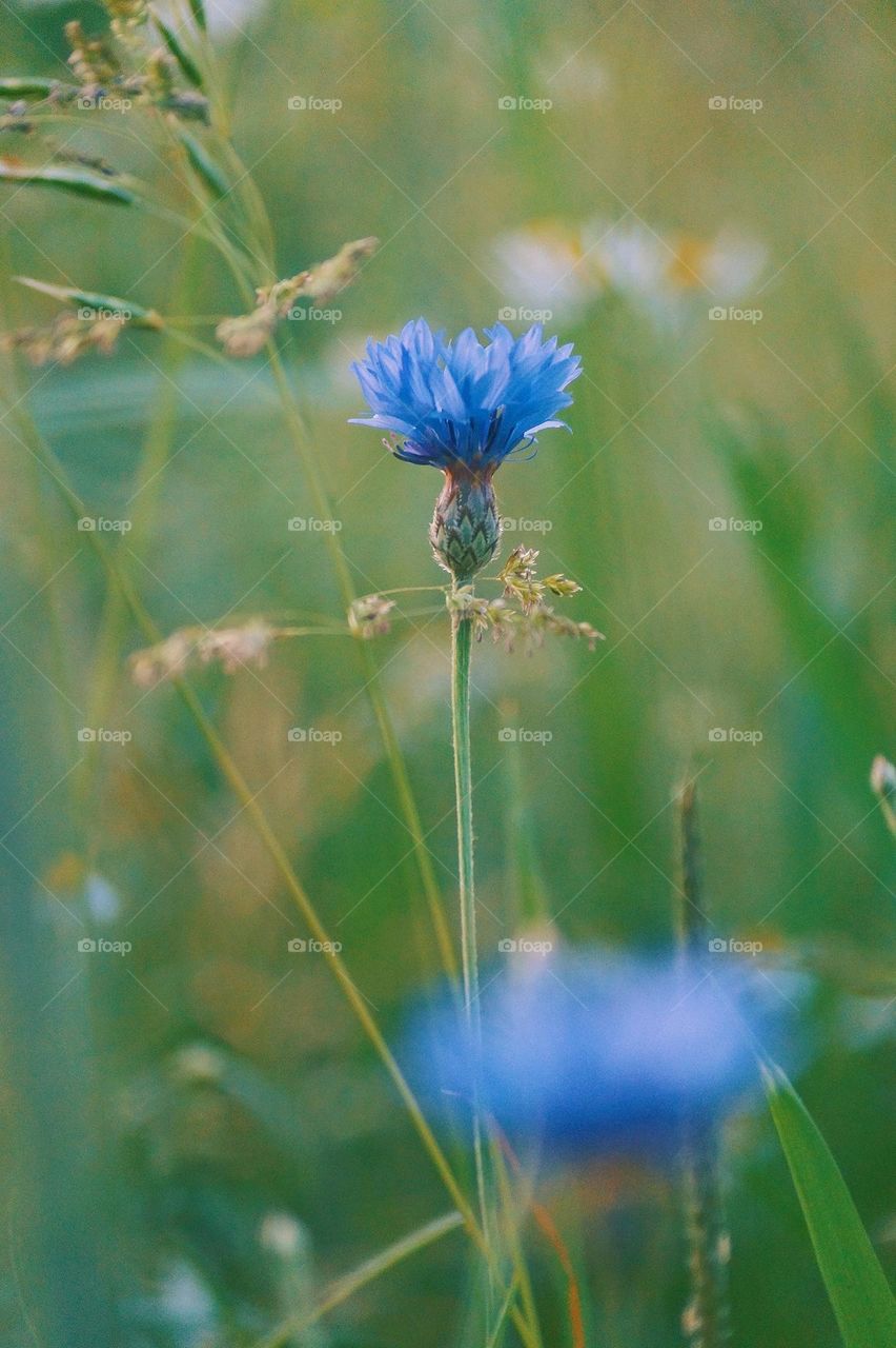 Blue crown