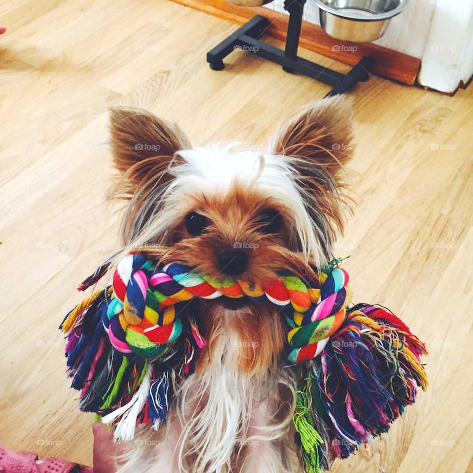 Yorkshire with his toy 