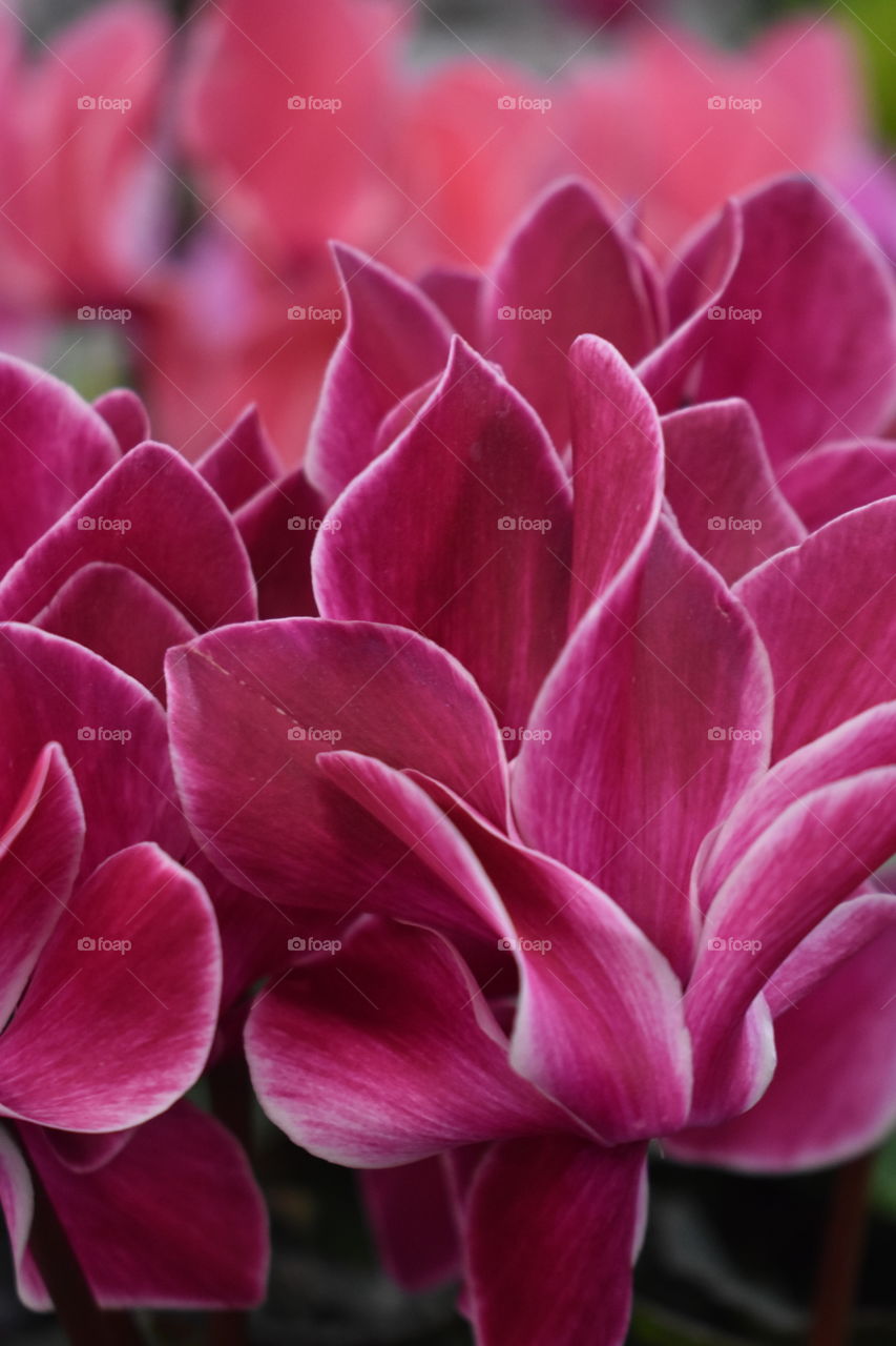 closeup of beautiful pink petals
