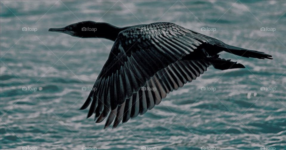 Black cormorant flying over lake