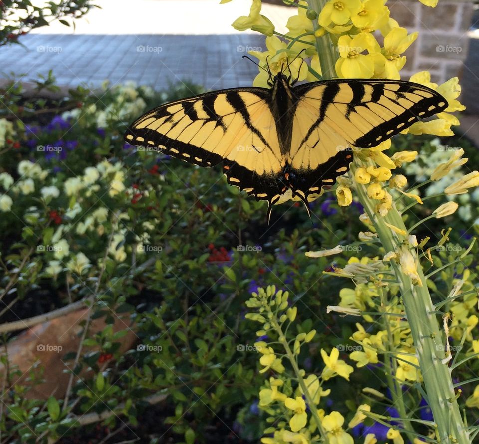 Swallowtail on Blooming Cabbage