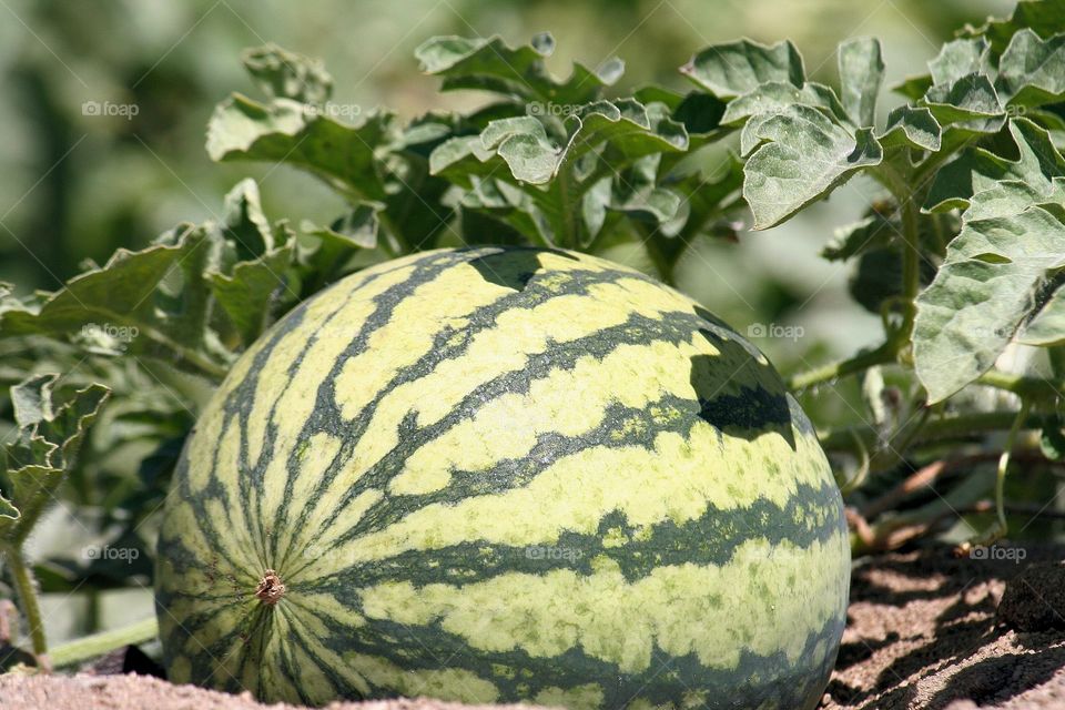 Close-up of watermelon