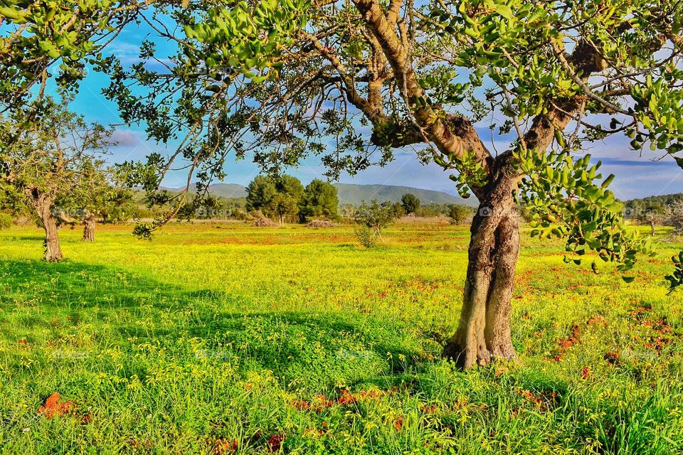 Scenics view of tree on grassland