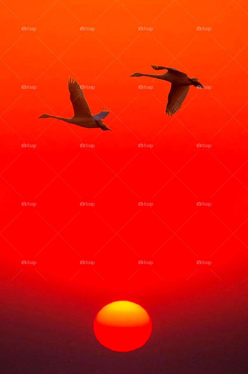 Best morning view of morning nice orange sky looking heart touching view bird flying