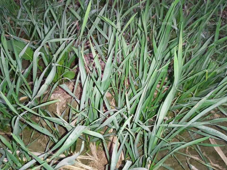 wheat plant natural photography Indian