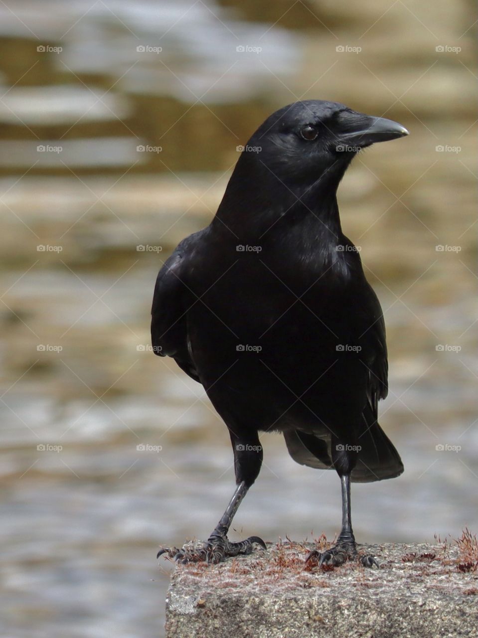 A healthy, young Common American Crow lingers at the edge of a lake in Tillicum, Washington 