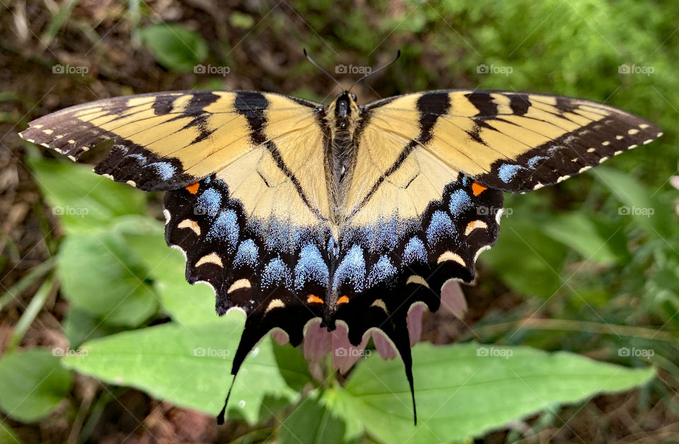 Maryland butterfly 