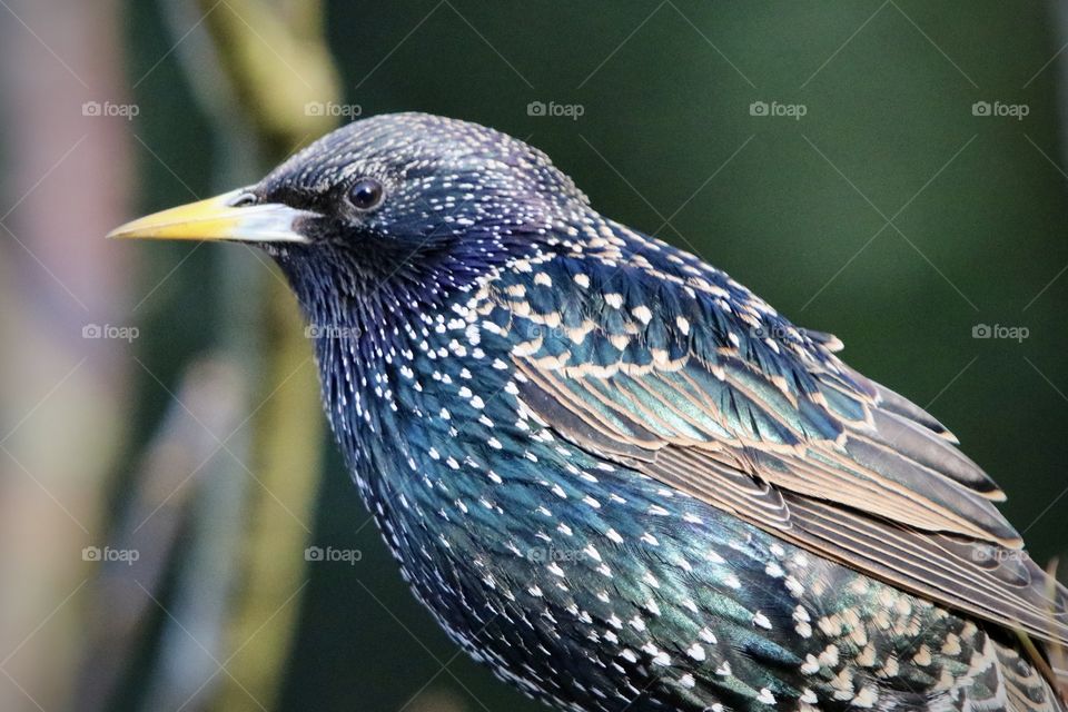 Starling 