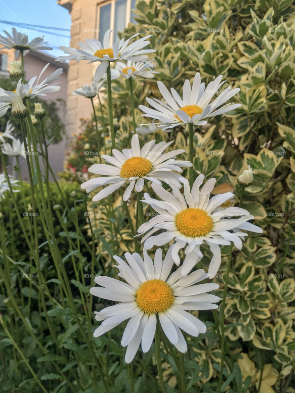 Beautiful flowers grown on my property 