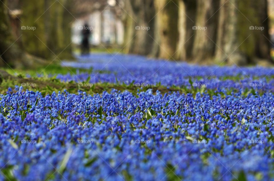 blue snowdrops field in the park in gdynia, Poland