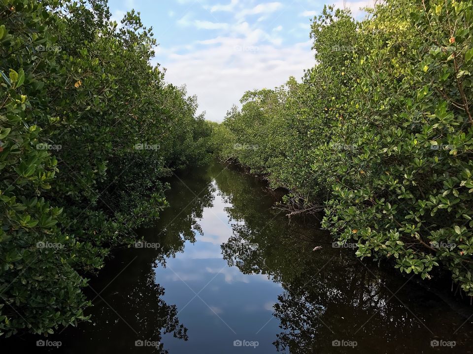 Mangrove reflection 