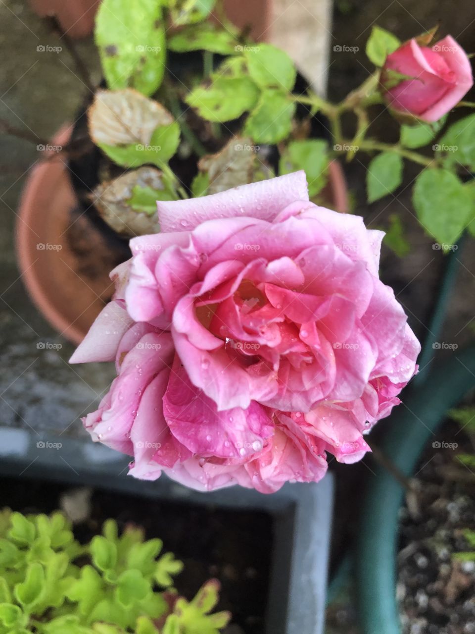 A cracking bloom recorded here from a miniature rose.