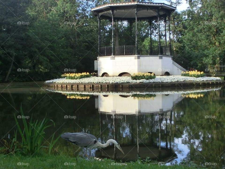 Water, lake, bird, reflection