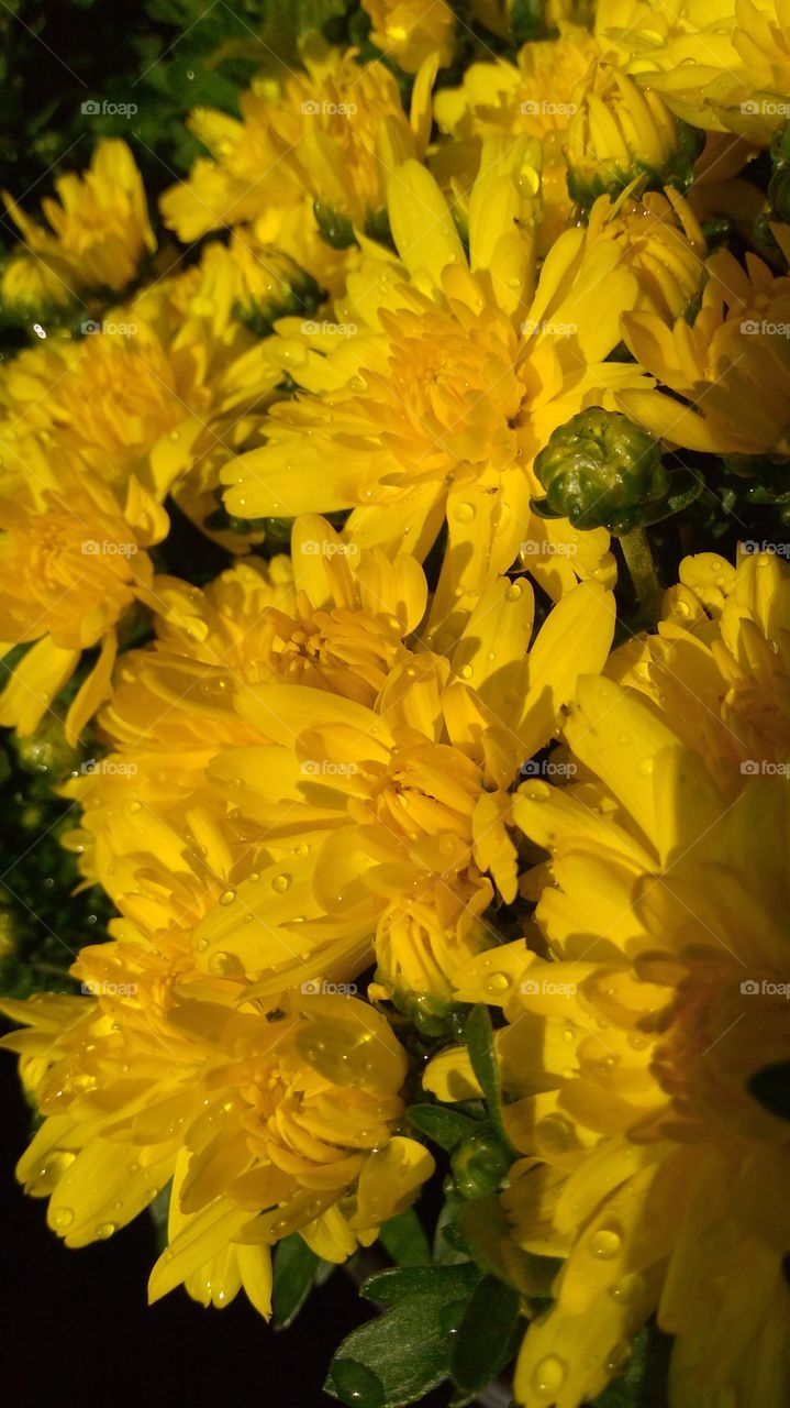 yellow mums