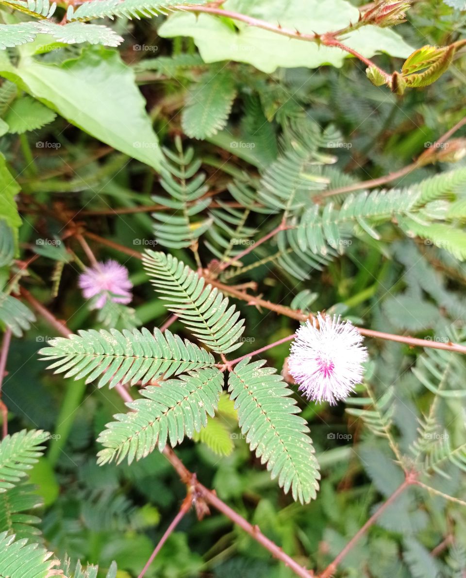 Shy princess flower plants ..
