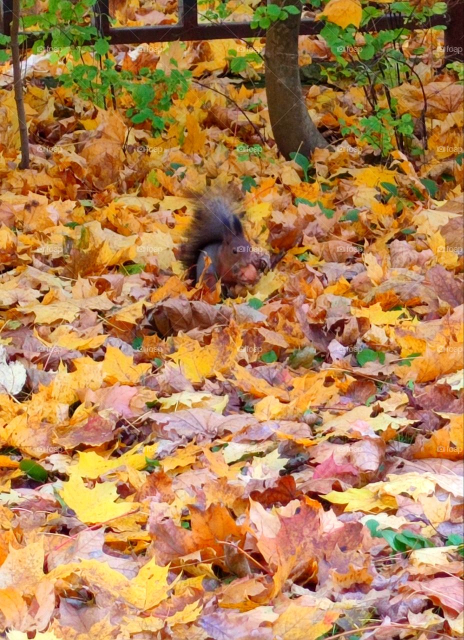 Autumn in the park.  Fallen colorful leaves.  A squirrel sits among the leaves and eats a nut