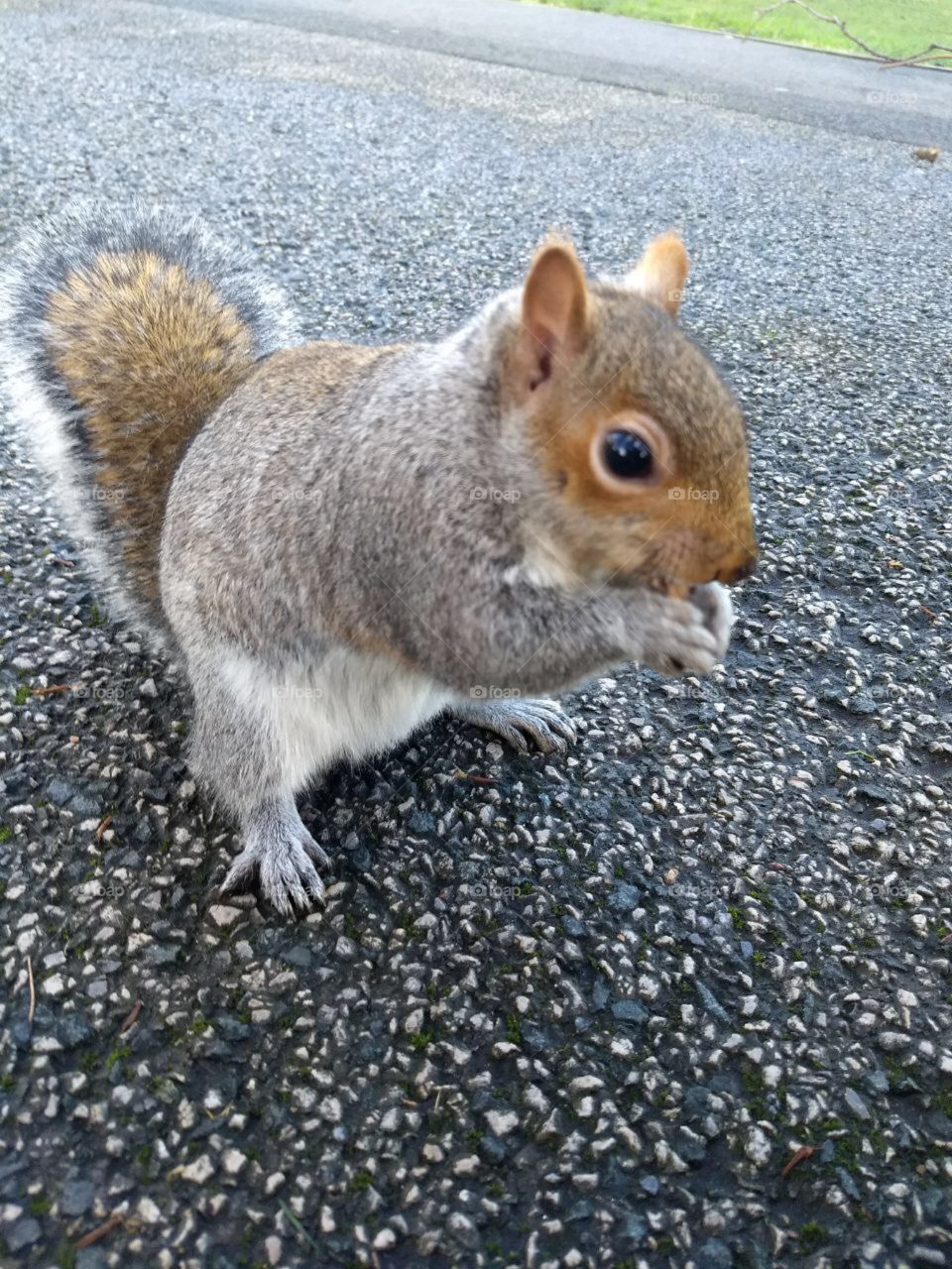 Squirrel 