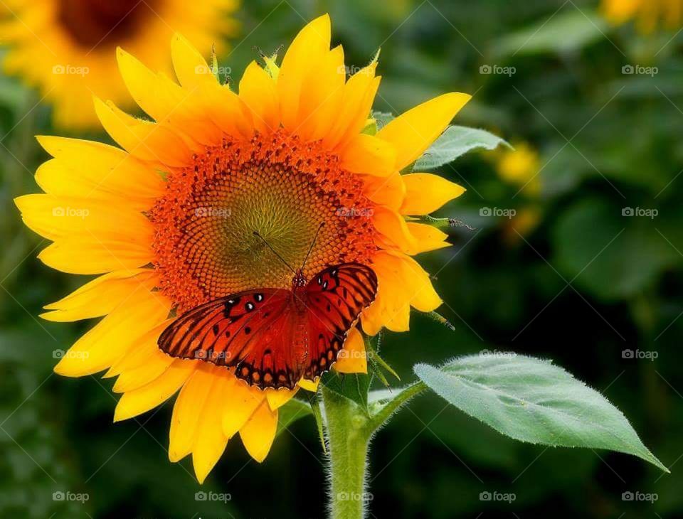 sunflower