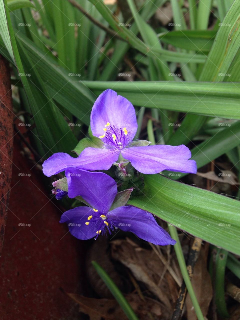 Pretty purple flower