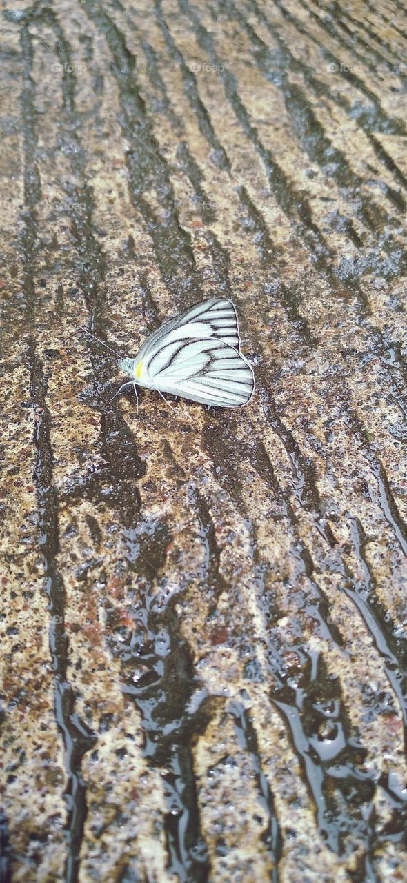 A white butterfly perched on a wet terrace