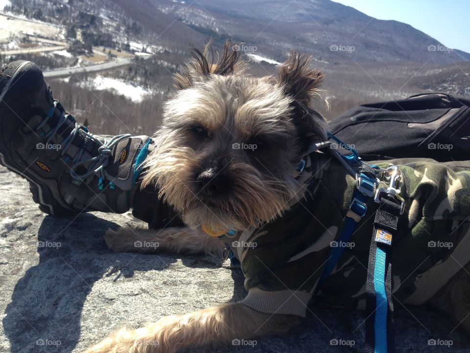 Best hiking pup around