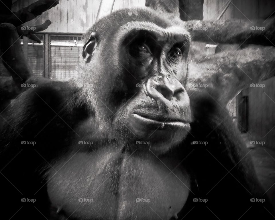 A huge gorilla at the National zoo in Washington DC