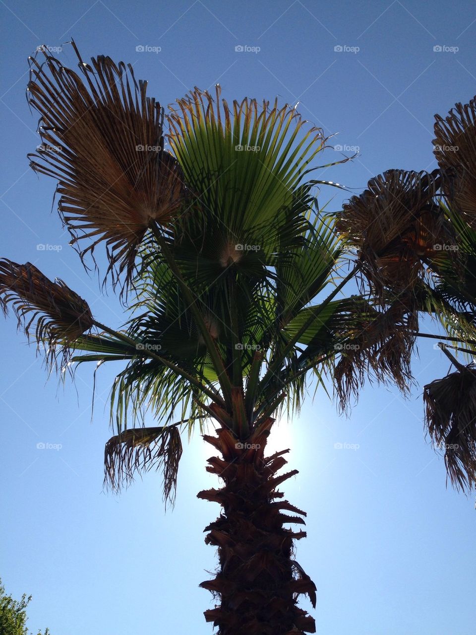 Sunny palm