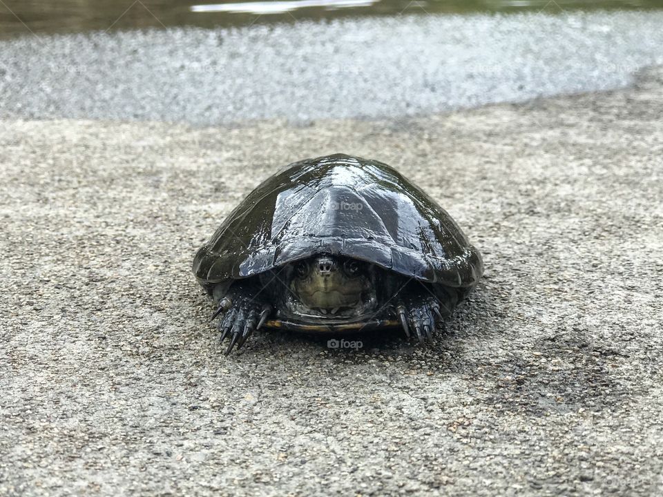 Wildlife - Water Turtle in slow motion 
