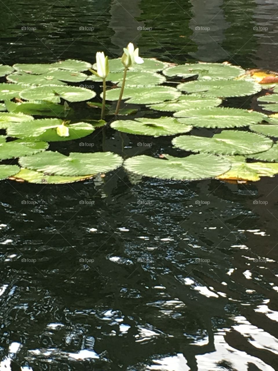 Lily pads Bok Tower