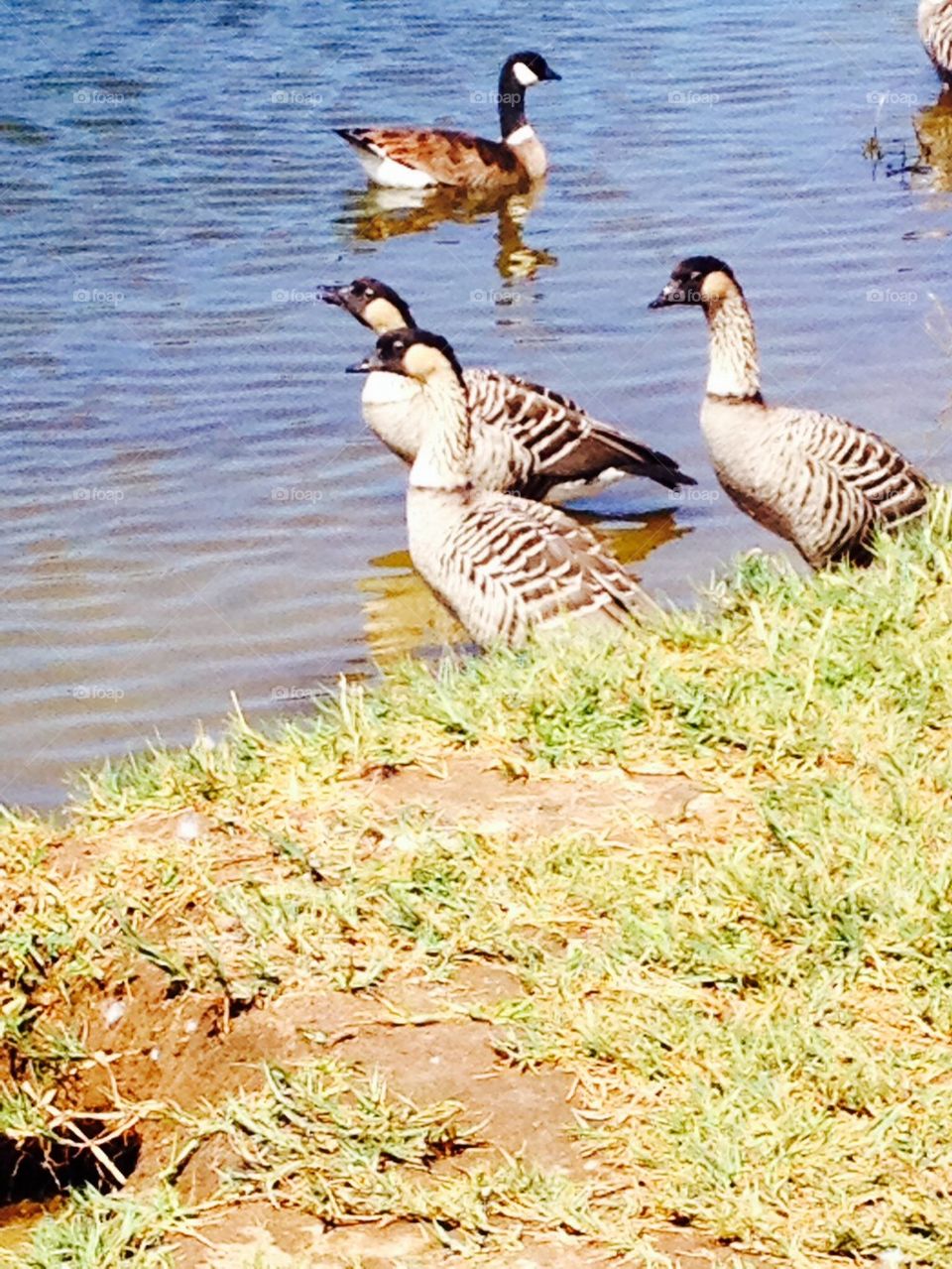 Nene goose