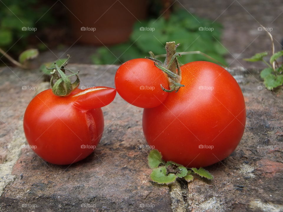 Tom and Tomato. Human like tomatoes 