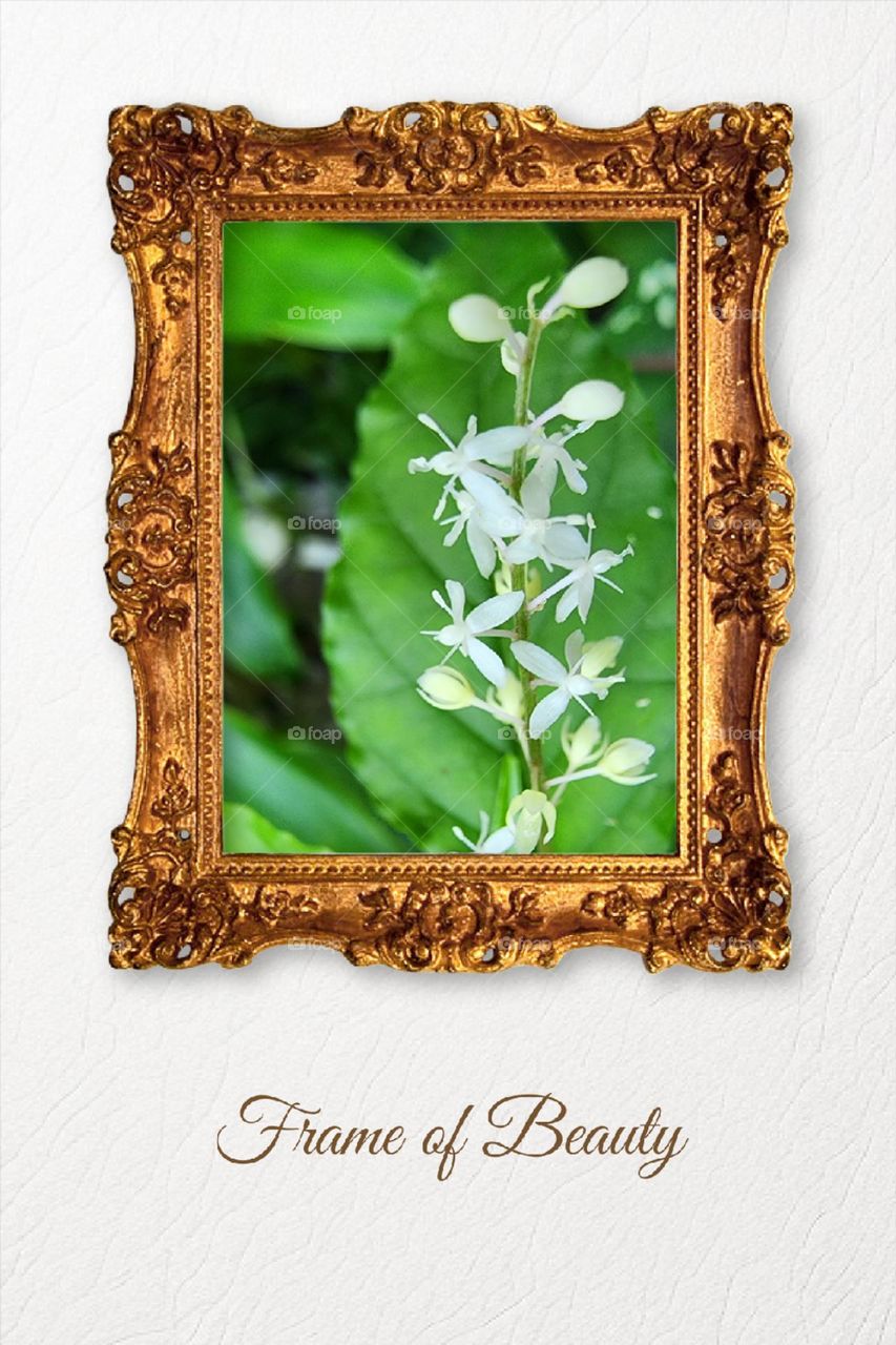 frame of natural Beauty