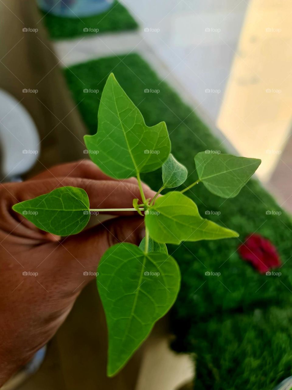 shapes of green leaf