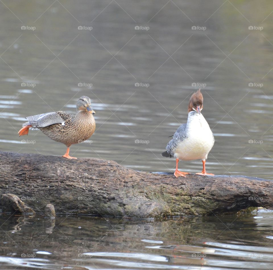 nature close up two ducks standing on a log