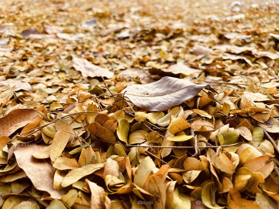Many dry leaves on the ground, autumn