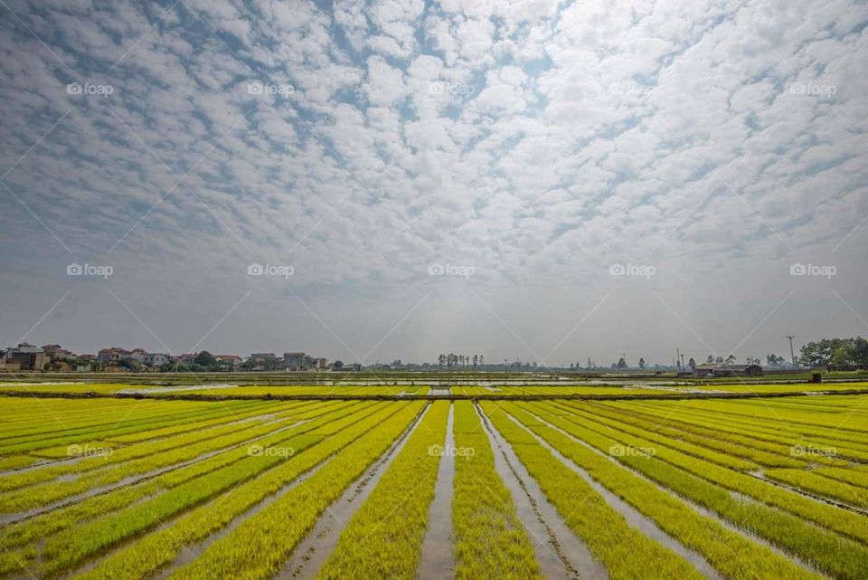 Young rice fields