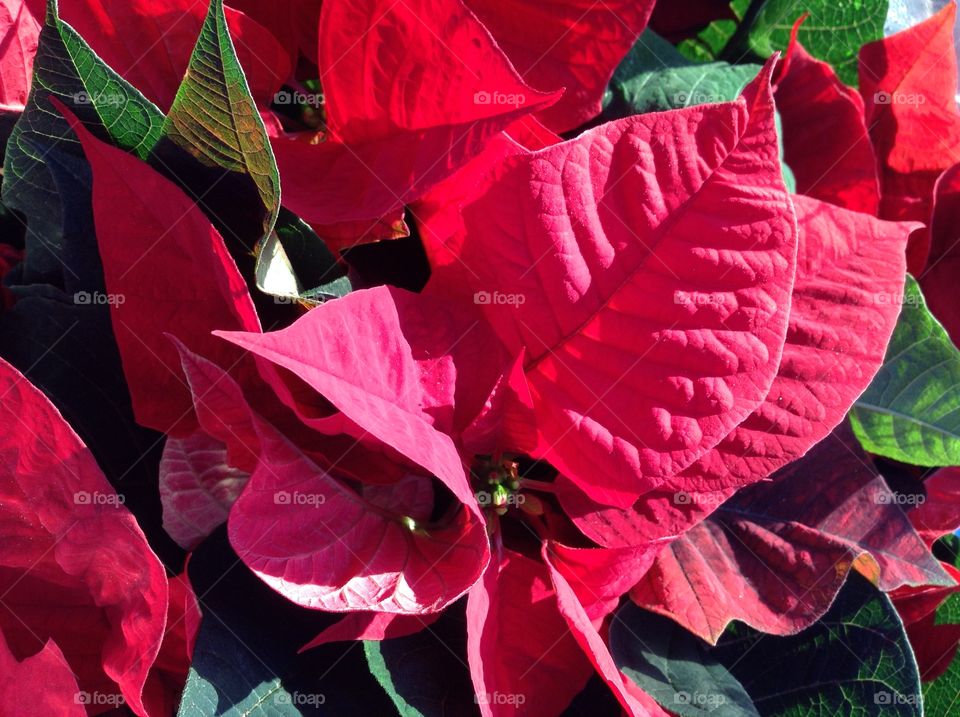 Poinsettia