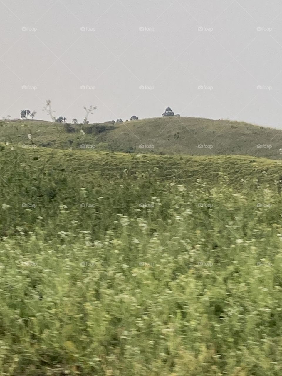 Campo com flores brancas e miúdas ao fundo pequenos morros com árvores.