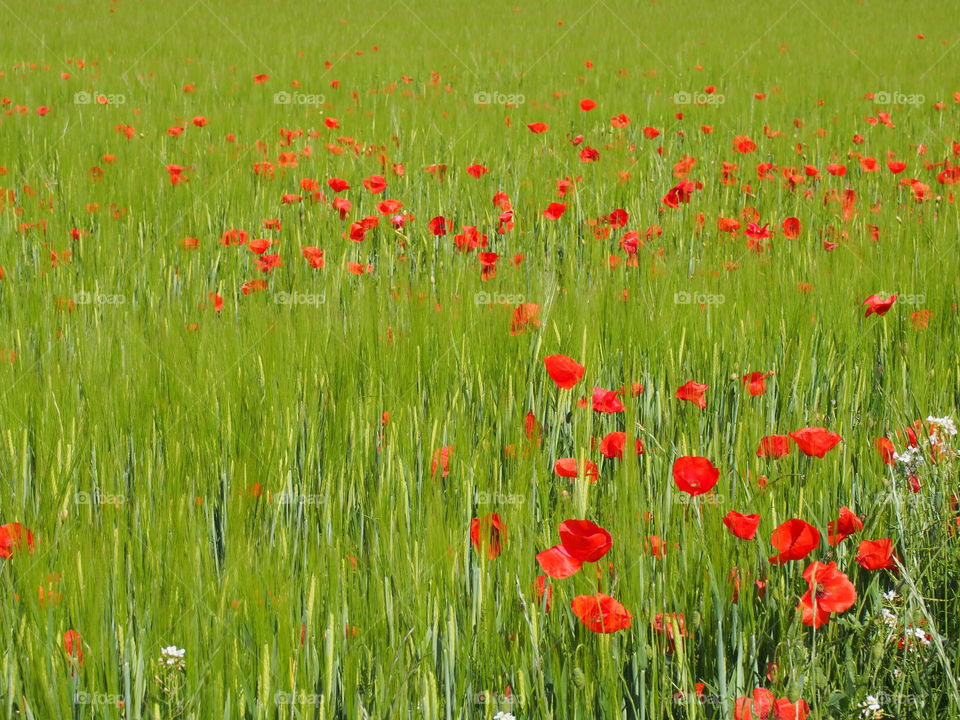 Poppies flower in filed