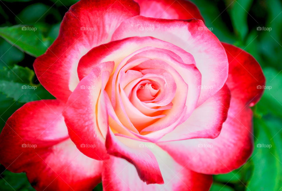 Beautiful rose 