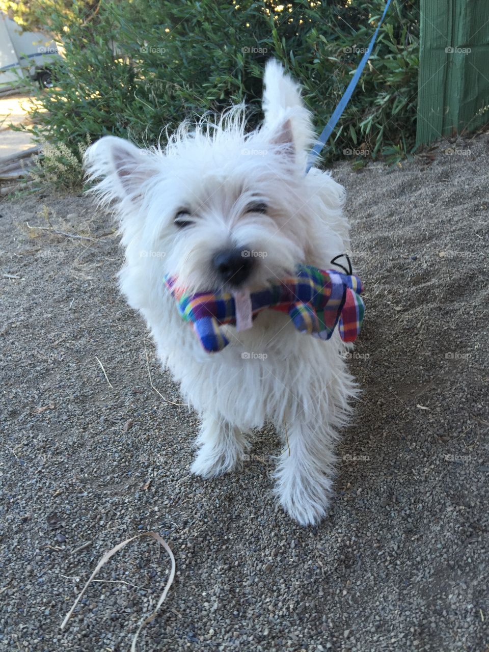 Pippin the West Highland White Terrier