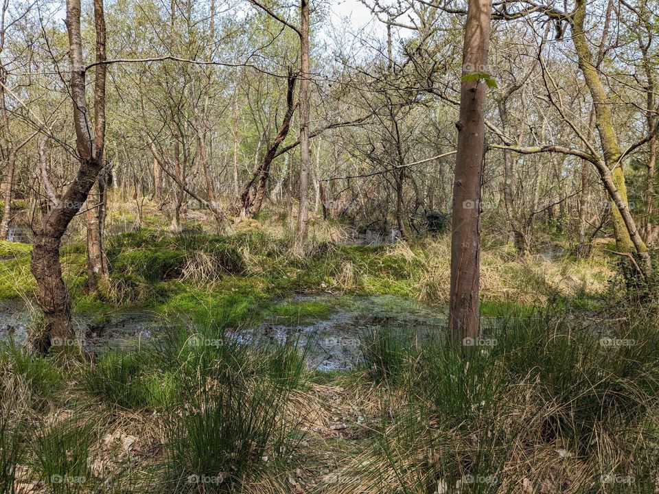 View in a nature reserve. several types of flora including grasses and trees. The ground is wet, marsh-like