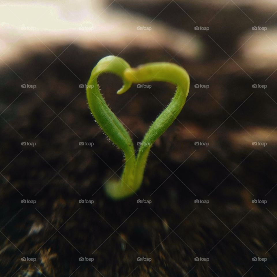 Heart shaped pepper plant