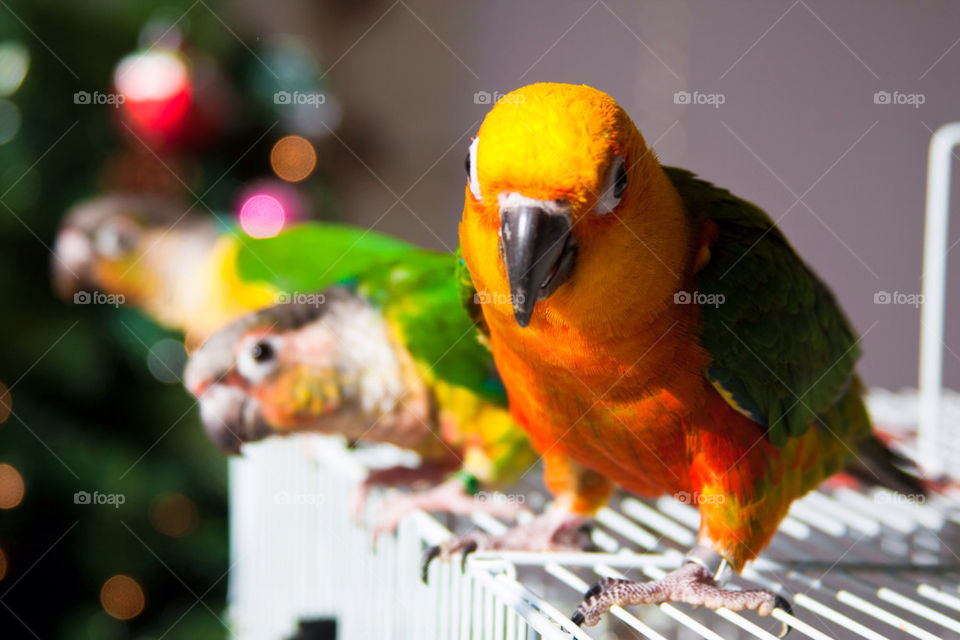 Sun conure and his friends